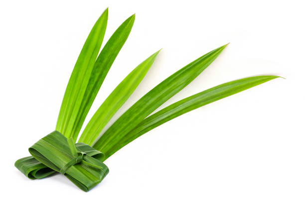 Pandan Leaves Bunch